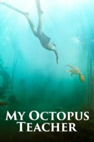 My Octopus Teacher – Înțelepciunea caracatiței (2020)