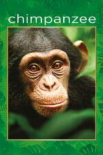 Chimpanzee – Cimpanzeul (2012)