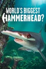 World’s Biggest Hammerhead? (2022)