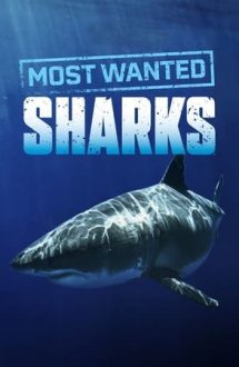 Most Wanted Sharks – Cei mai iubiți rechini (2020)