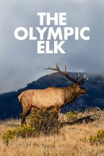 The Olympic Elk – Elanul Olimpic (1952)