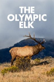 The Olympic Elk – Elanul Olimpic (1952)